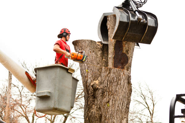 Best Emergency Tree Removal  in Canyon Lake, TX